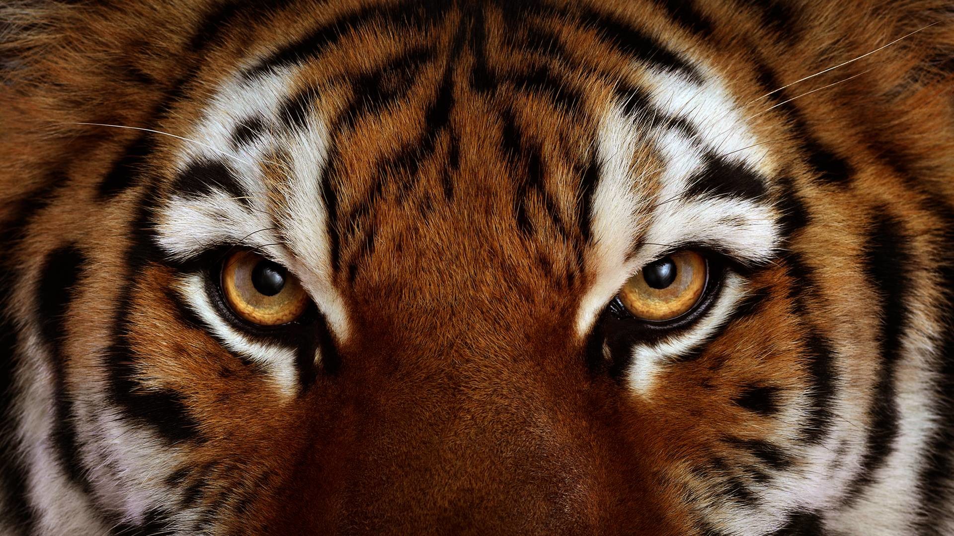 1920x1080, Drawn Tigres Angry Lion Face - Tiger Eyes Close Up - HD Wallpaper 