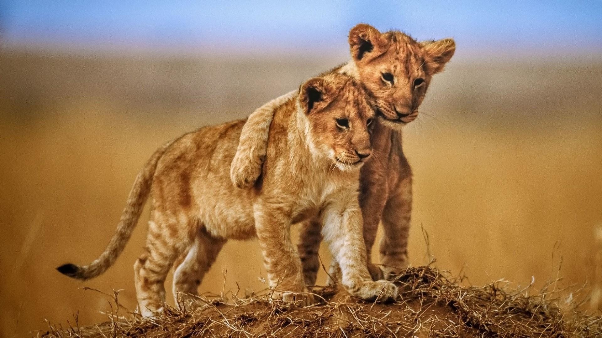 Download 
 Data Src New Lion Cub Wallpaper For Andro - Animals Love Images Hd - HD Wallpaper 