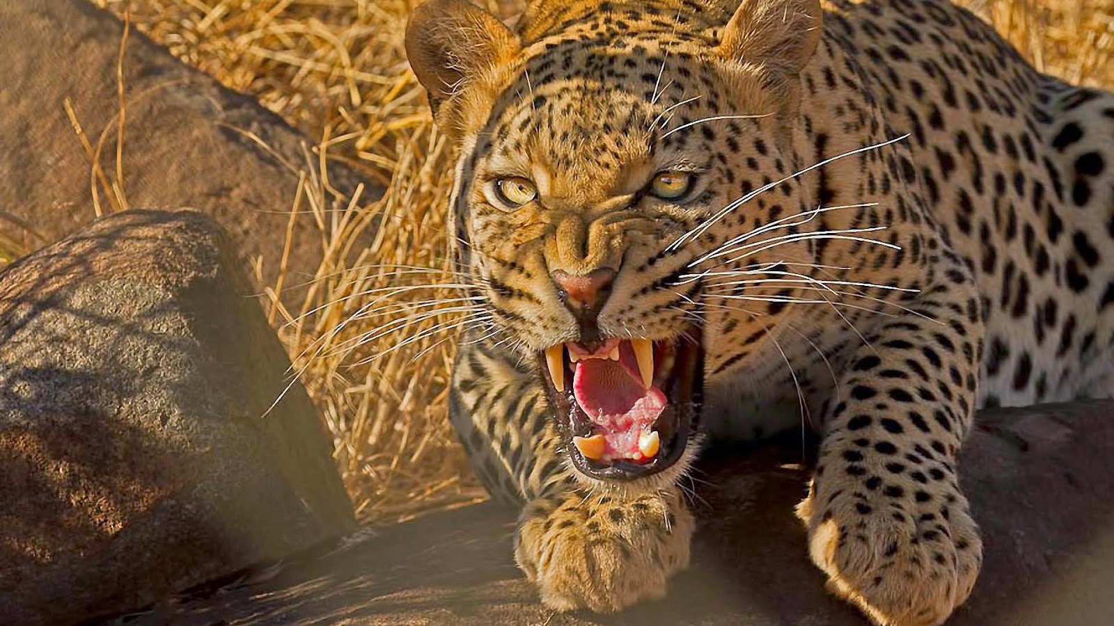 Angry Leopard Animal Hd Wallpaper - Angry Hd Wallpaper Lion - HD Wallpaper 