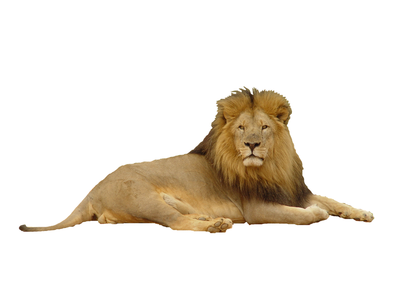 Lion Png - Transparent Background Lion Png - HD Wallpaper 