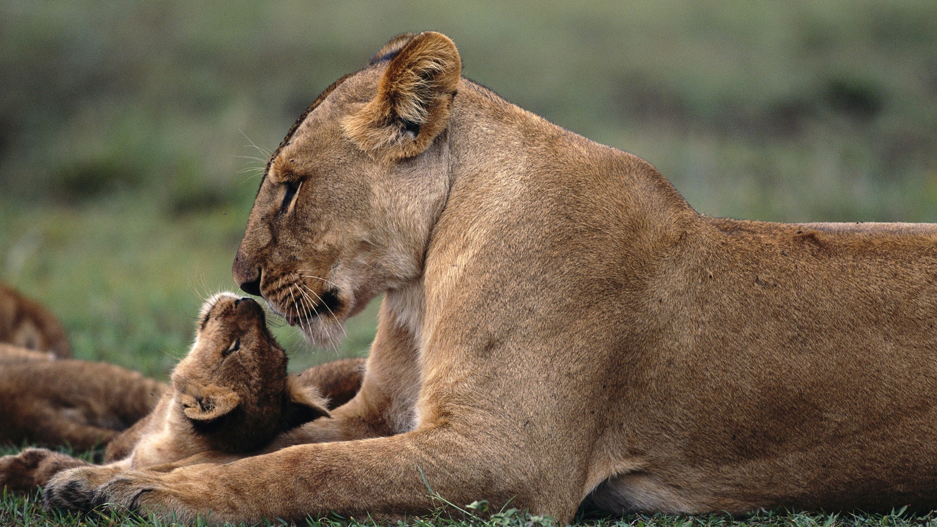 Lioness And Cub Hd - HD Wallpaper 