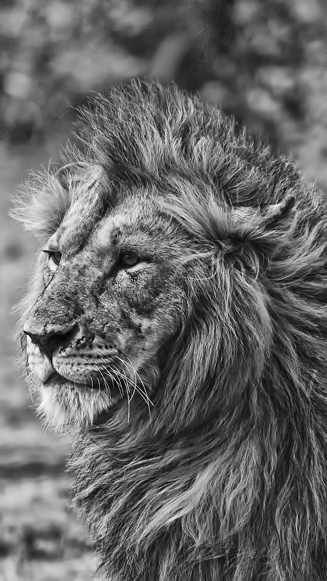 Lion Wallpaper Black And White - HD Wallpaper 
