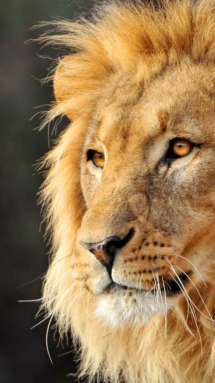 Lion Face Wallpaper For Iphone - HD Wallpaper 