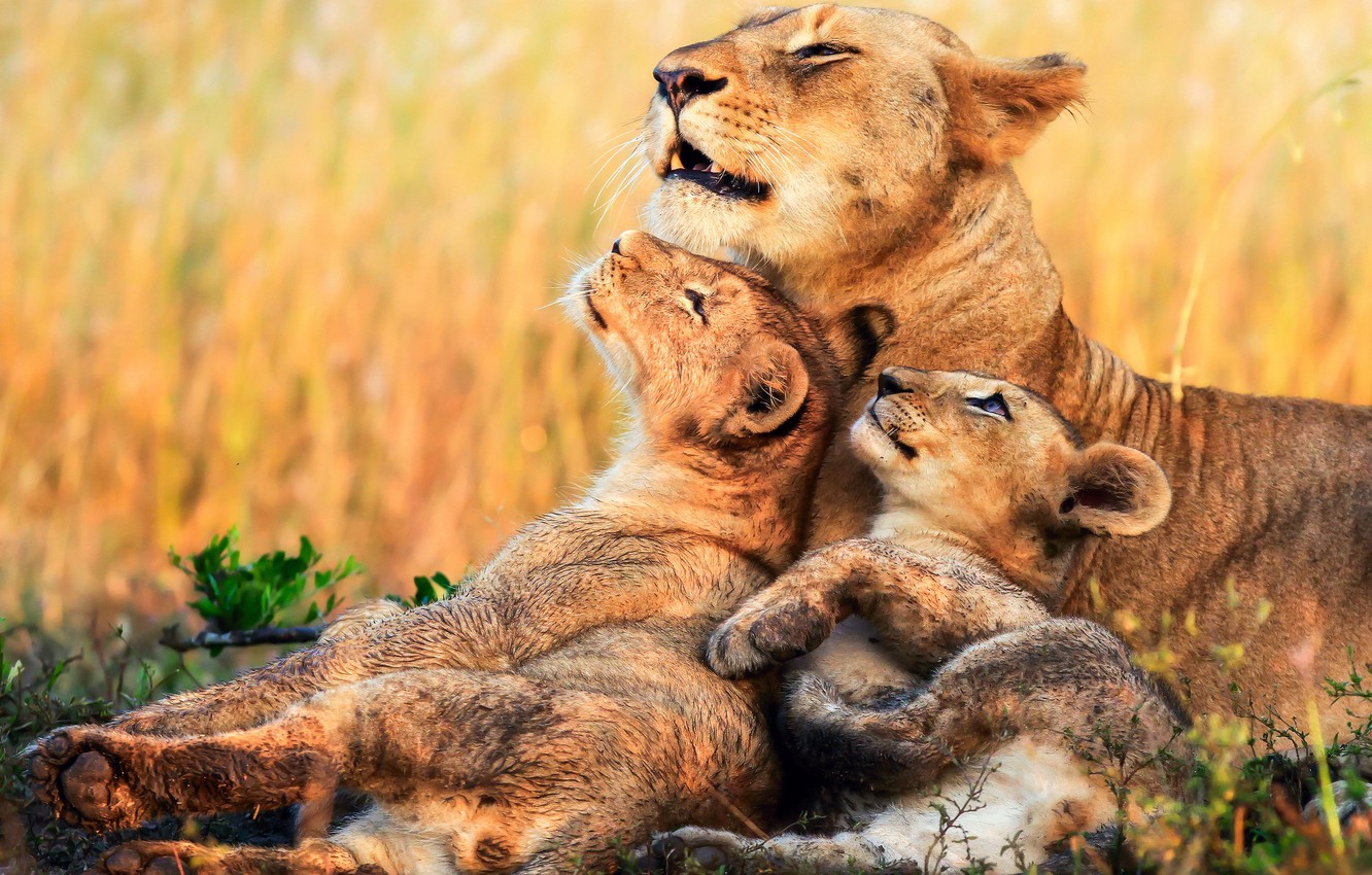 Photo Wallpaper Kittens, Africa, Lions, Lioness, Cubs - Tanzania Wildlife Safari - HD Wallpaper 