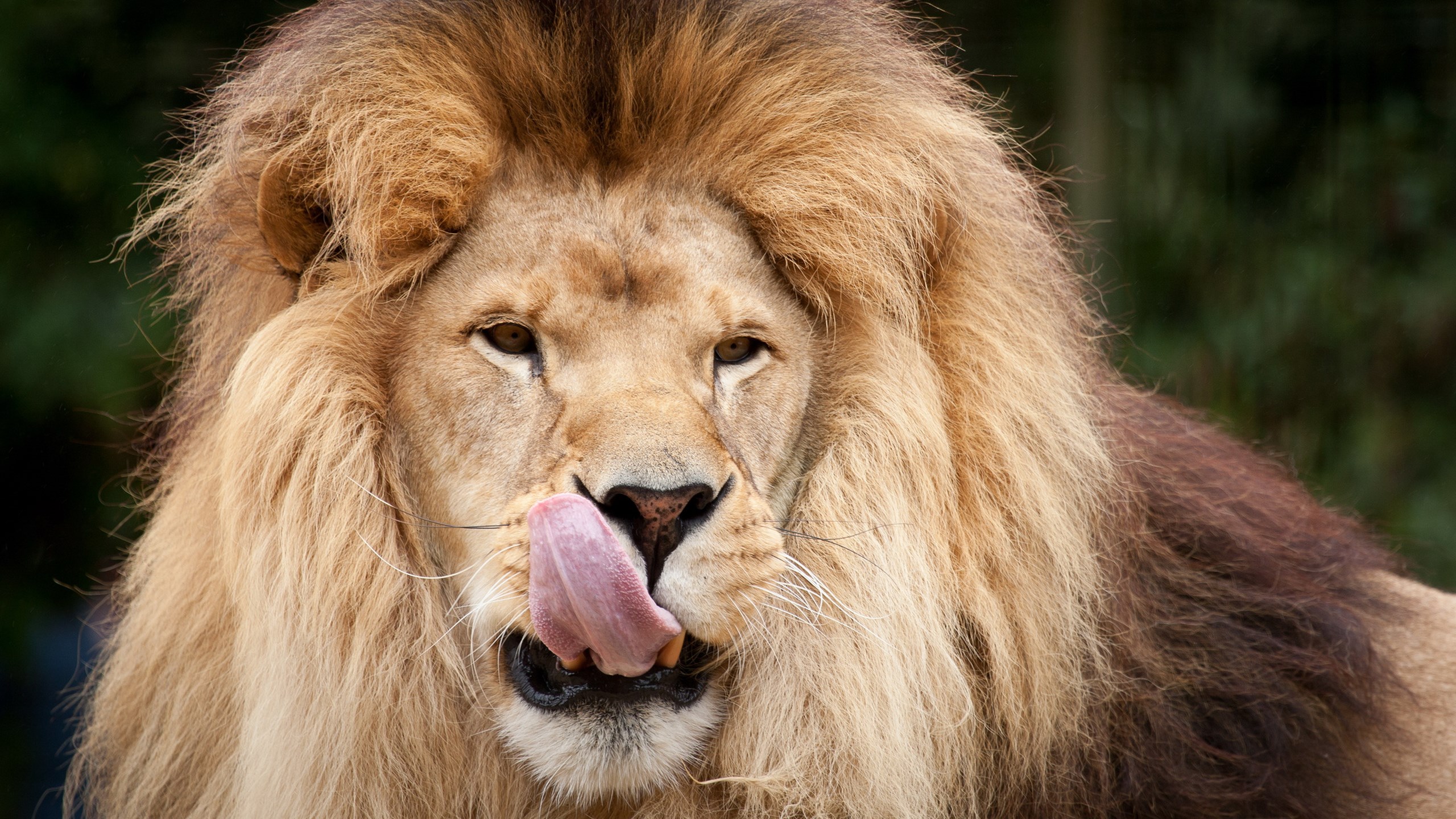 Leao Marcando O Território - HD Wallpaper 