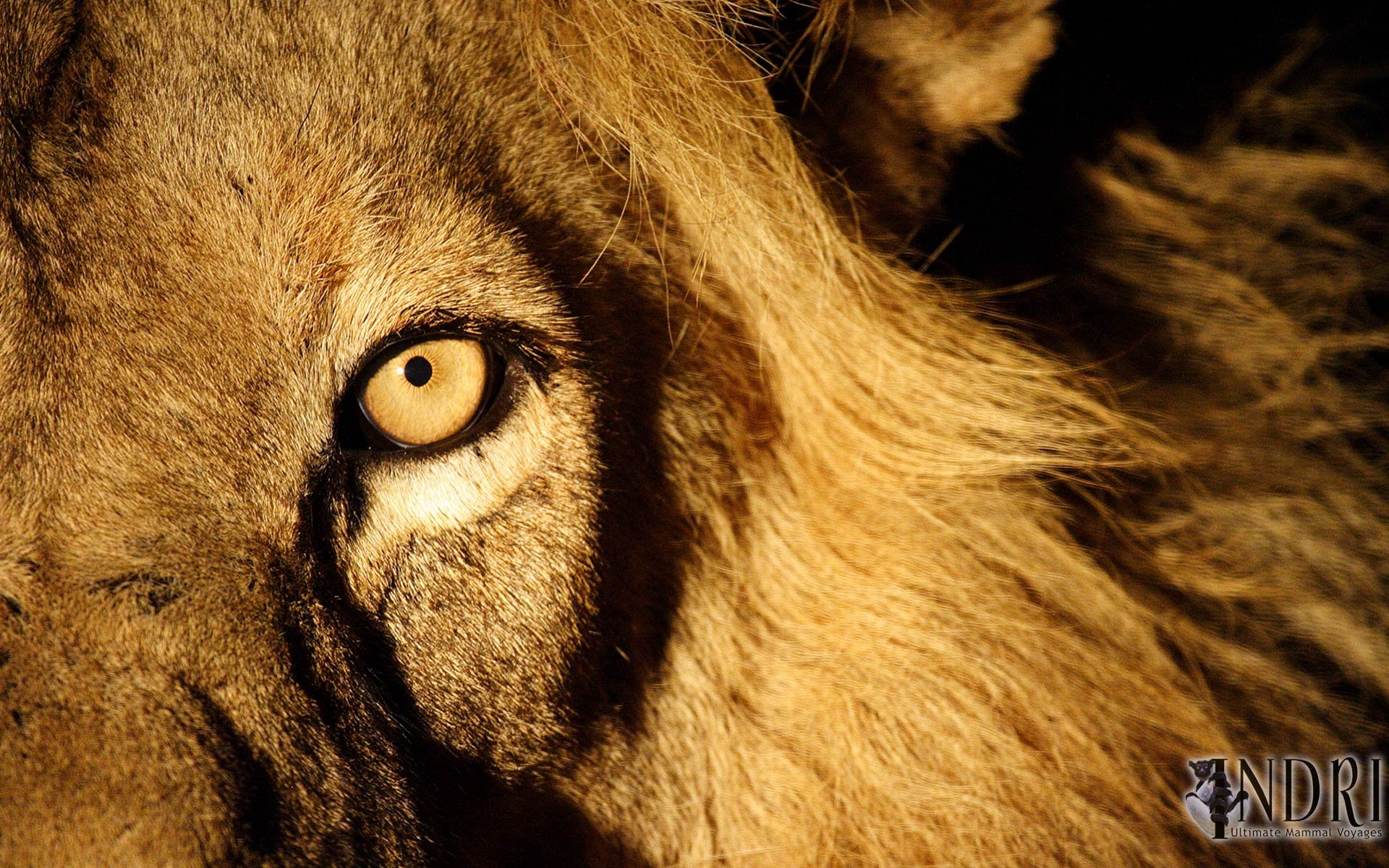 Angry Lion Image For Laptop Wallpaper - Lion Eyes - HD Wallpaper 
