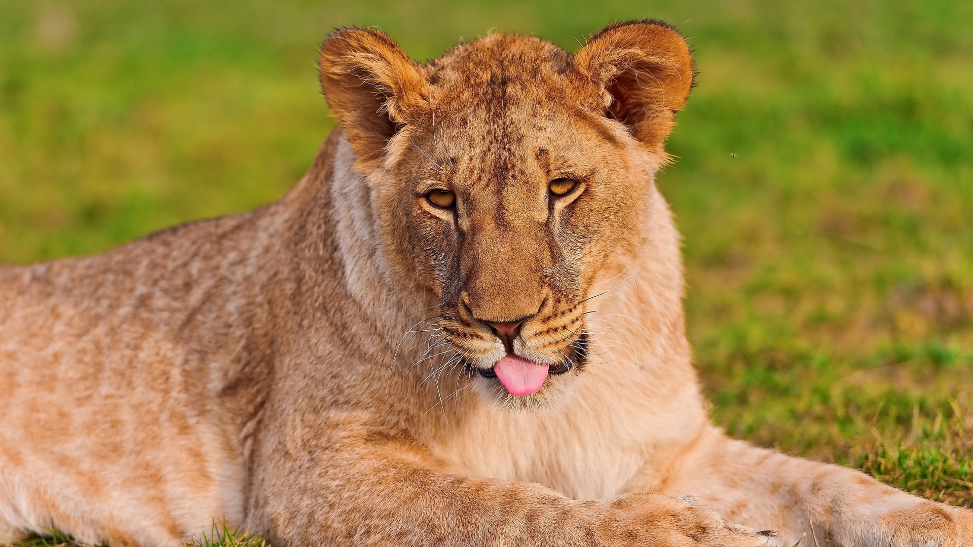 Free Lioness Wallpaper - HD Wallpaper 