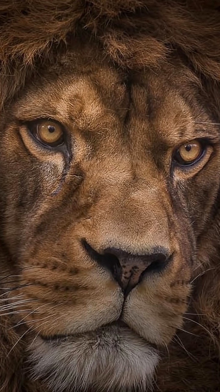 Lion J7 Wallpaper 3d - 720x1280 Wallpaper Lion J7 Wallpaper 3d - 720x1280 Wallpaper