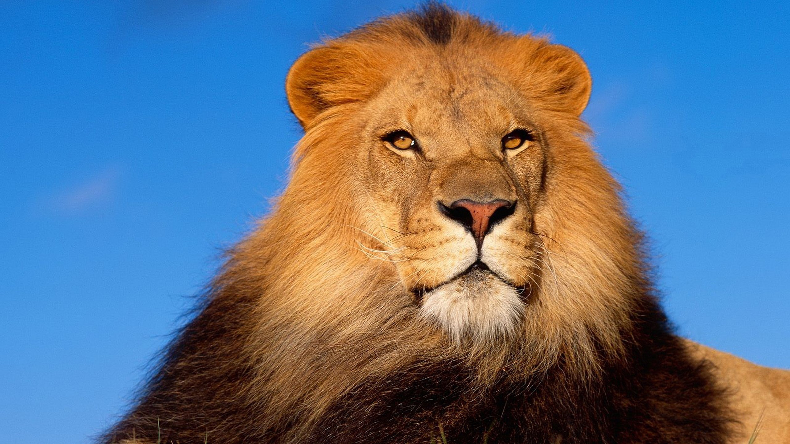 Full Screen Animals Hd - 2560x1440 Wallpaper - teahub.io