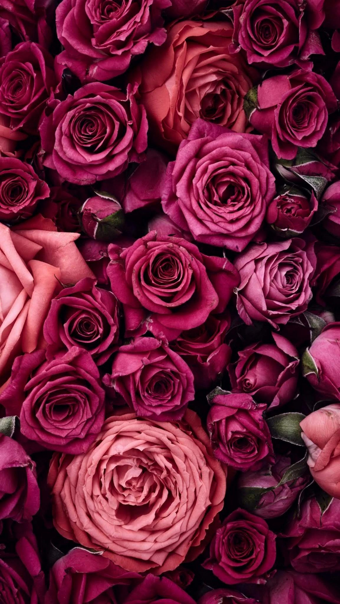 White And Black Roses Background 1153x48 Wallpaper Teahub Io