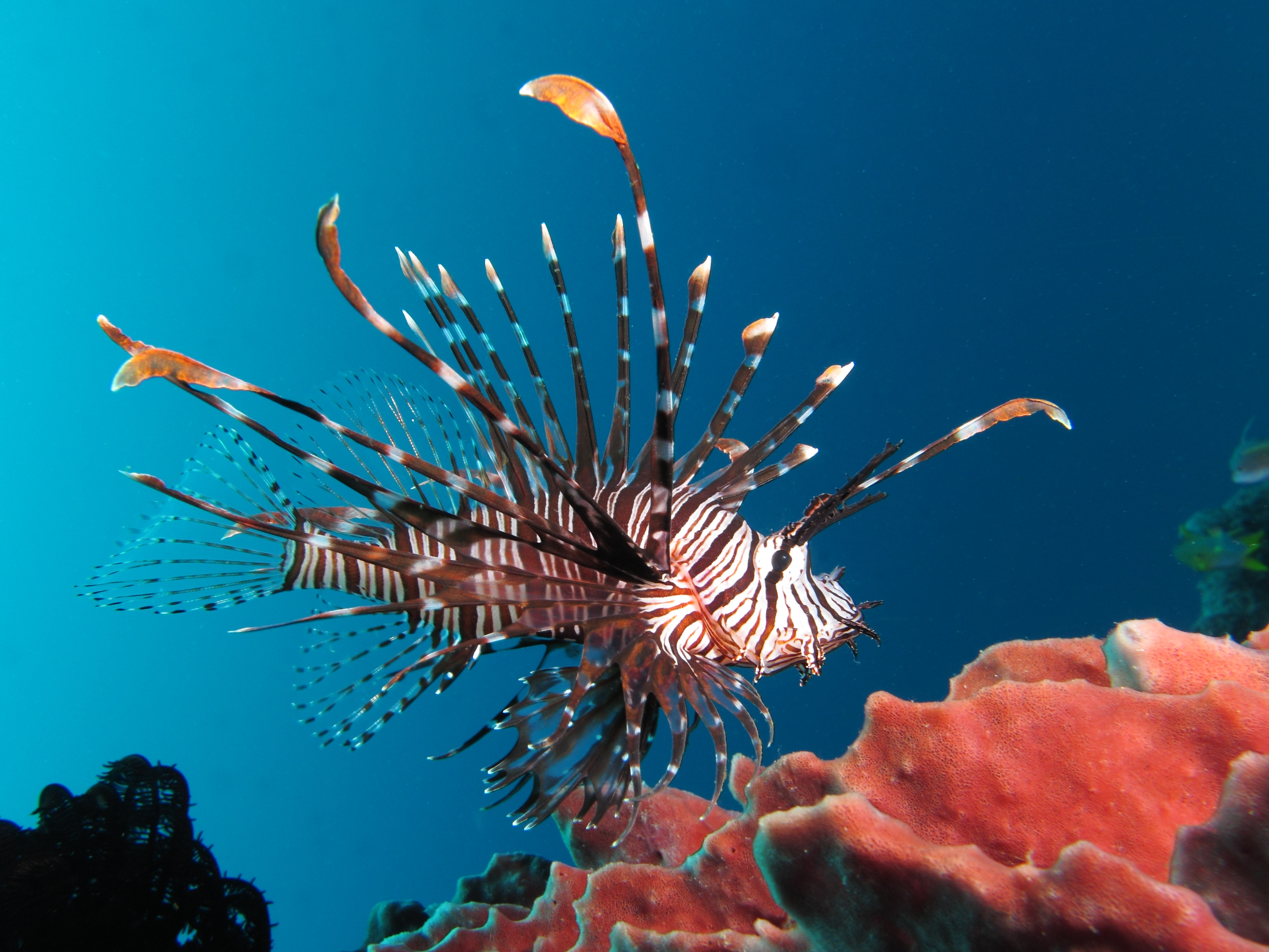 Red Lionfish - HD Wallpaper 