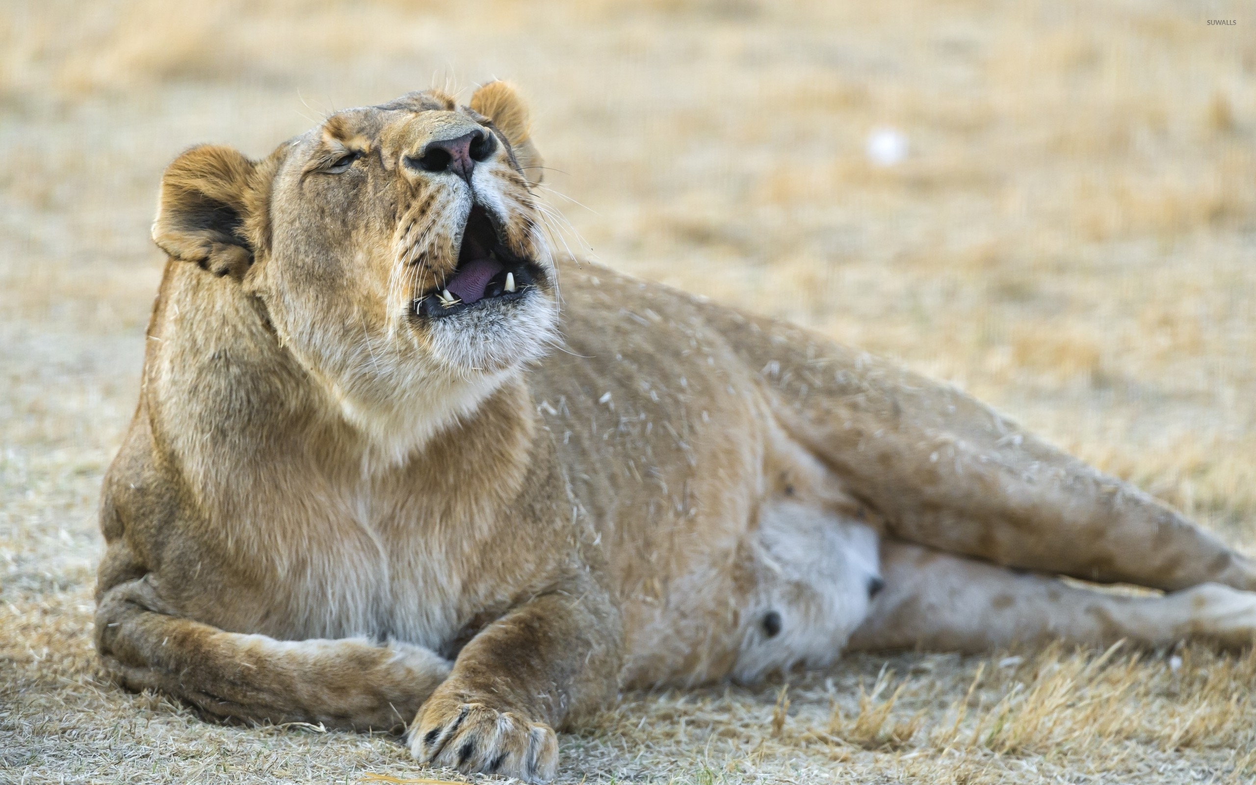 Wallpaper - HD Wallpaper 