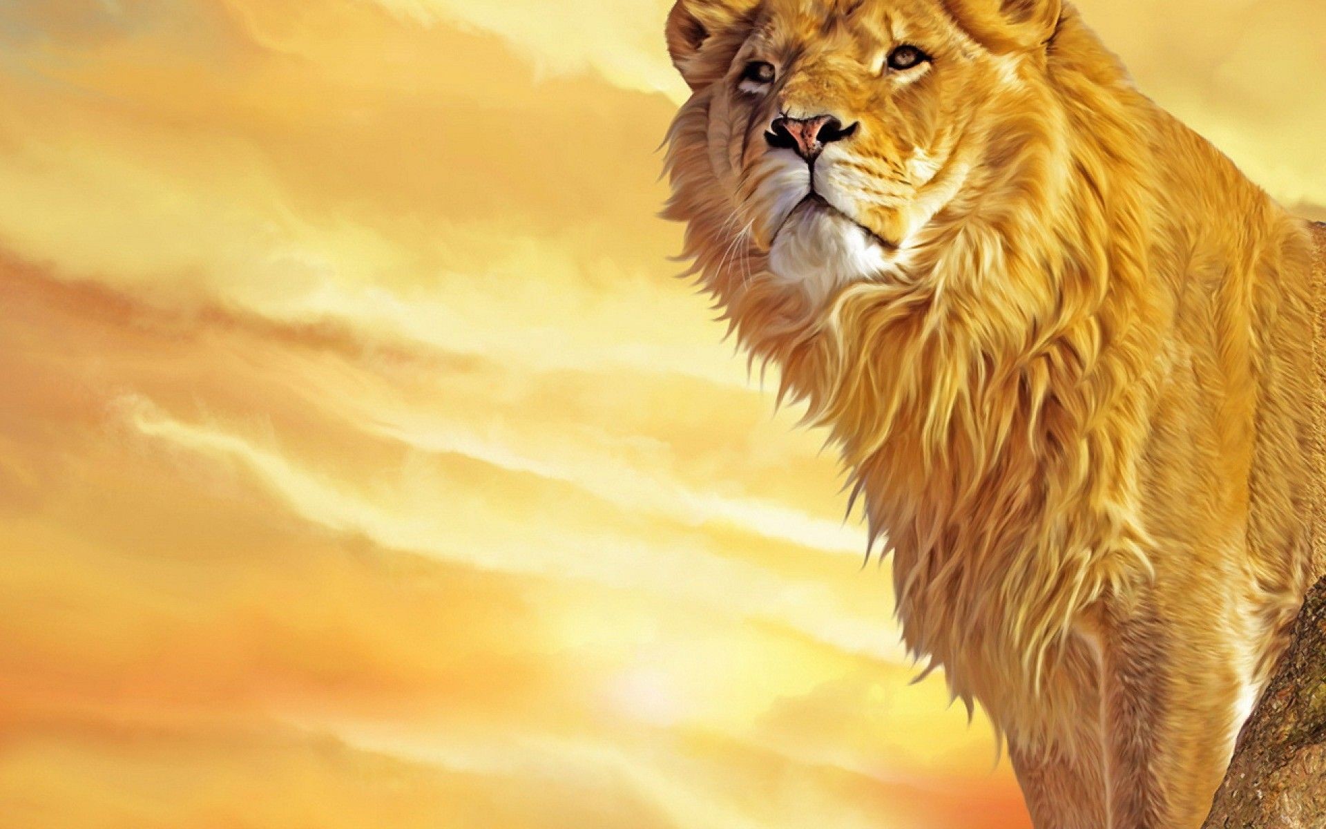 Lion Hd - HD Wallpaper 