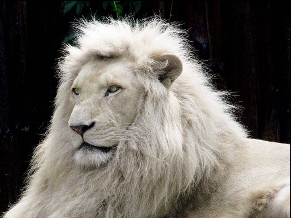 White Lion Images Download - HD Wallpaper 