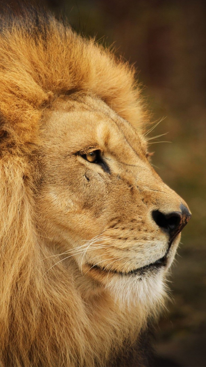 Iphone Fond Ecran Lion - HD Wallpaper 