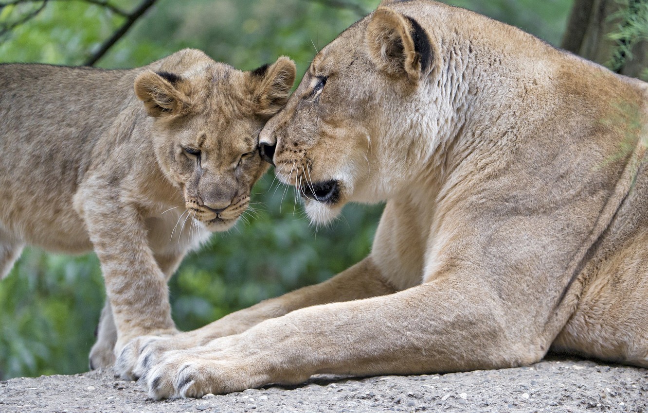 Photo Wallpaper Love, Predators, Family, Pair, Weasel, - Mother And  Daughter Lion - 1332x850 Wallpaper 