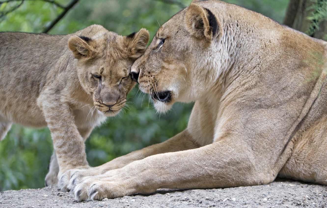 Photo Wallpaper Love, Predators, Family, Pair, Weasel, - Mother And Daughter Lion - HD Wallpaper 