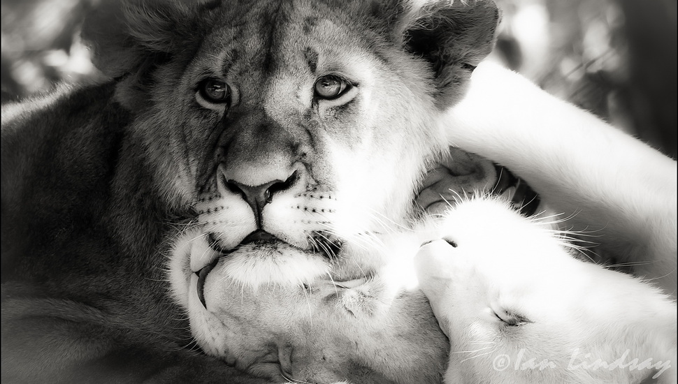 Bw, Lions, Black And White Photo, Photoshop, Lion Desktop - Masai Lion - HD Wallpaper 