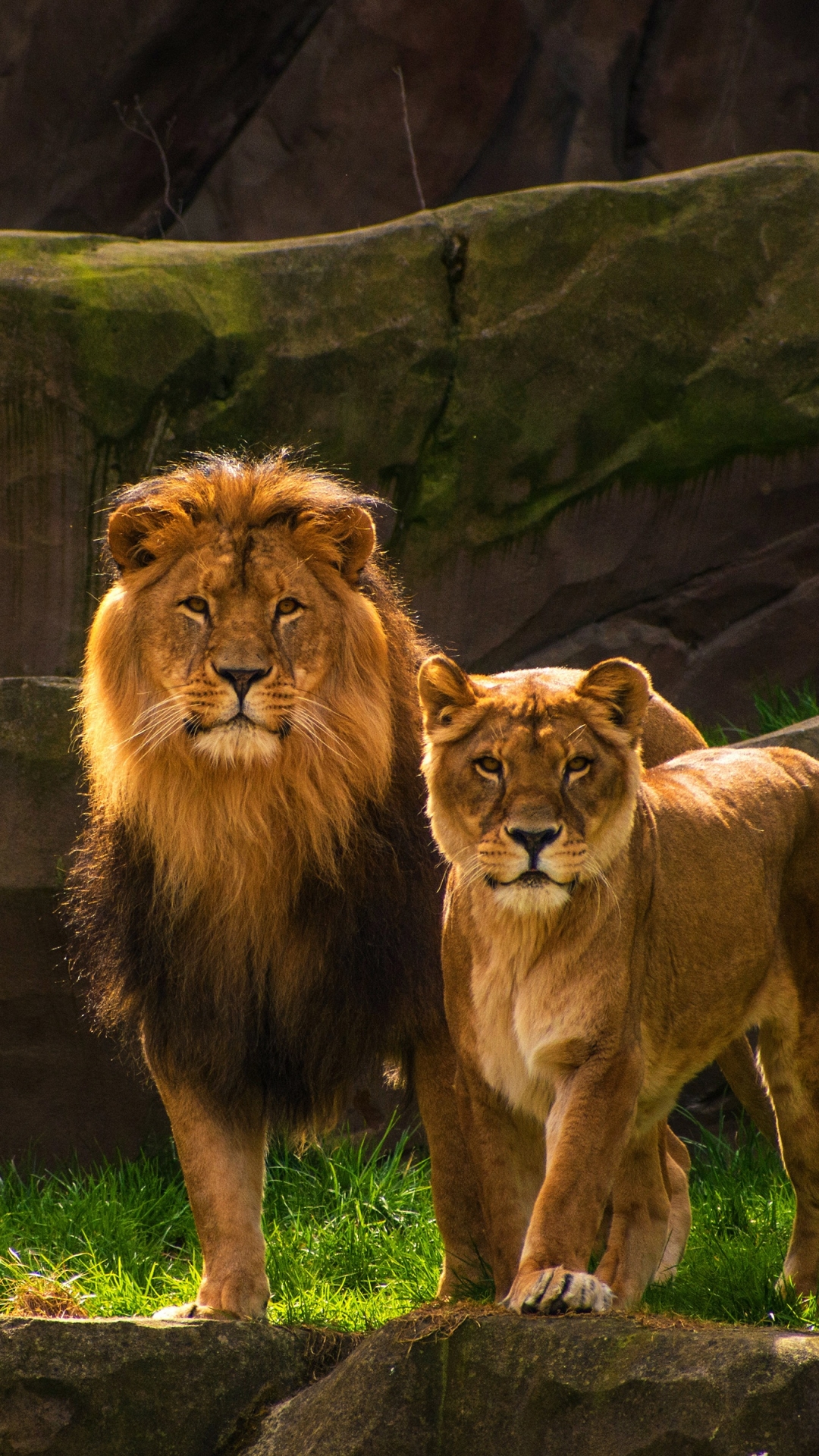 Lion Lioness - HD Wallpaper 