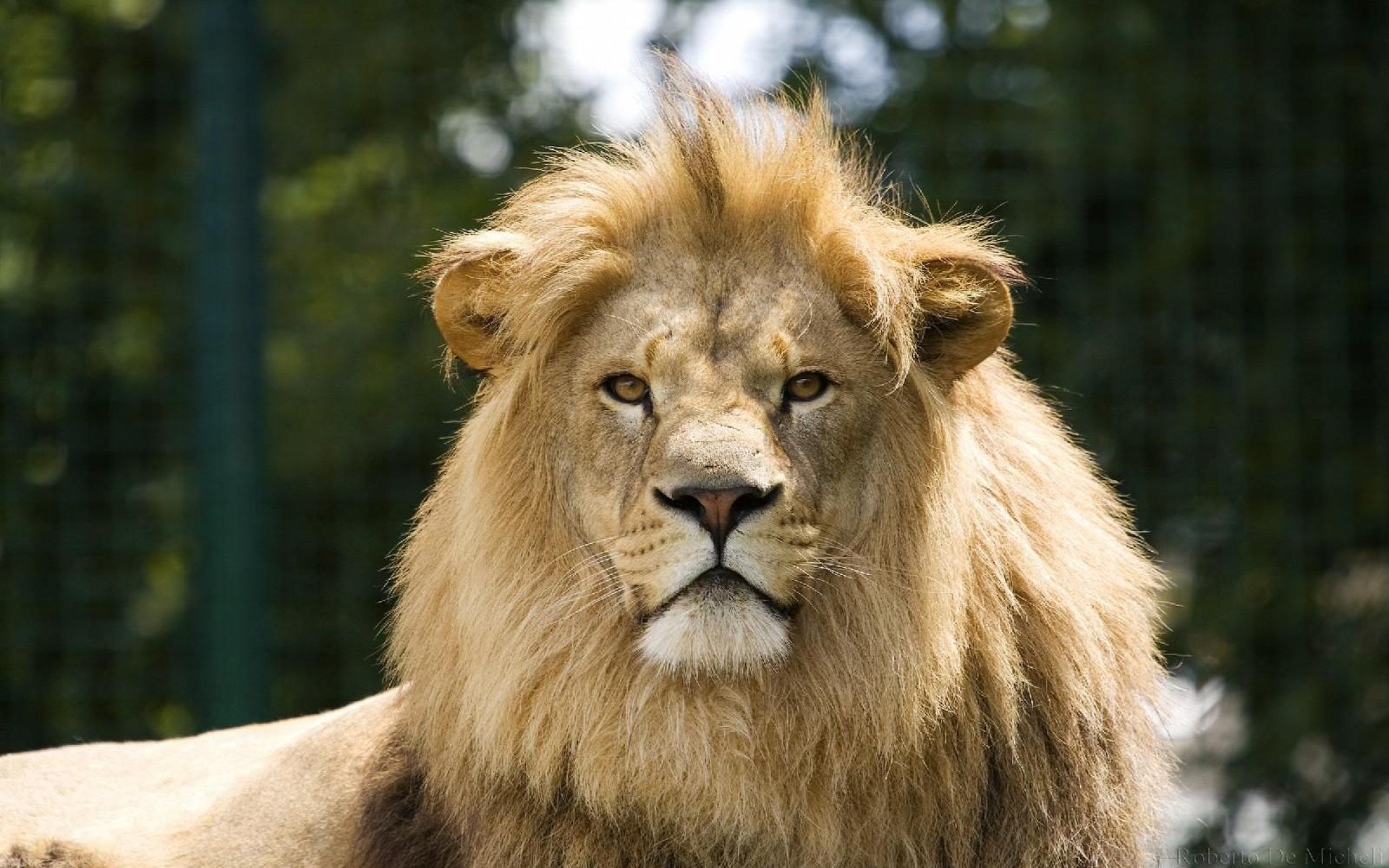 Lion Face - HD Wallpaper 