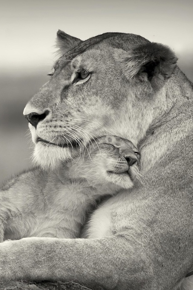 Female Lion And Cub - HD Wallpaper 