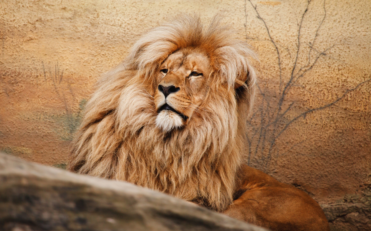 Wildlife, Predator, Mighty Lion, Wallpaper - Lion Birthday Cards - HD Wallpaper 