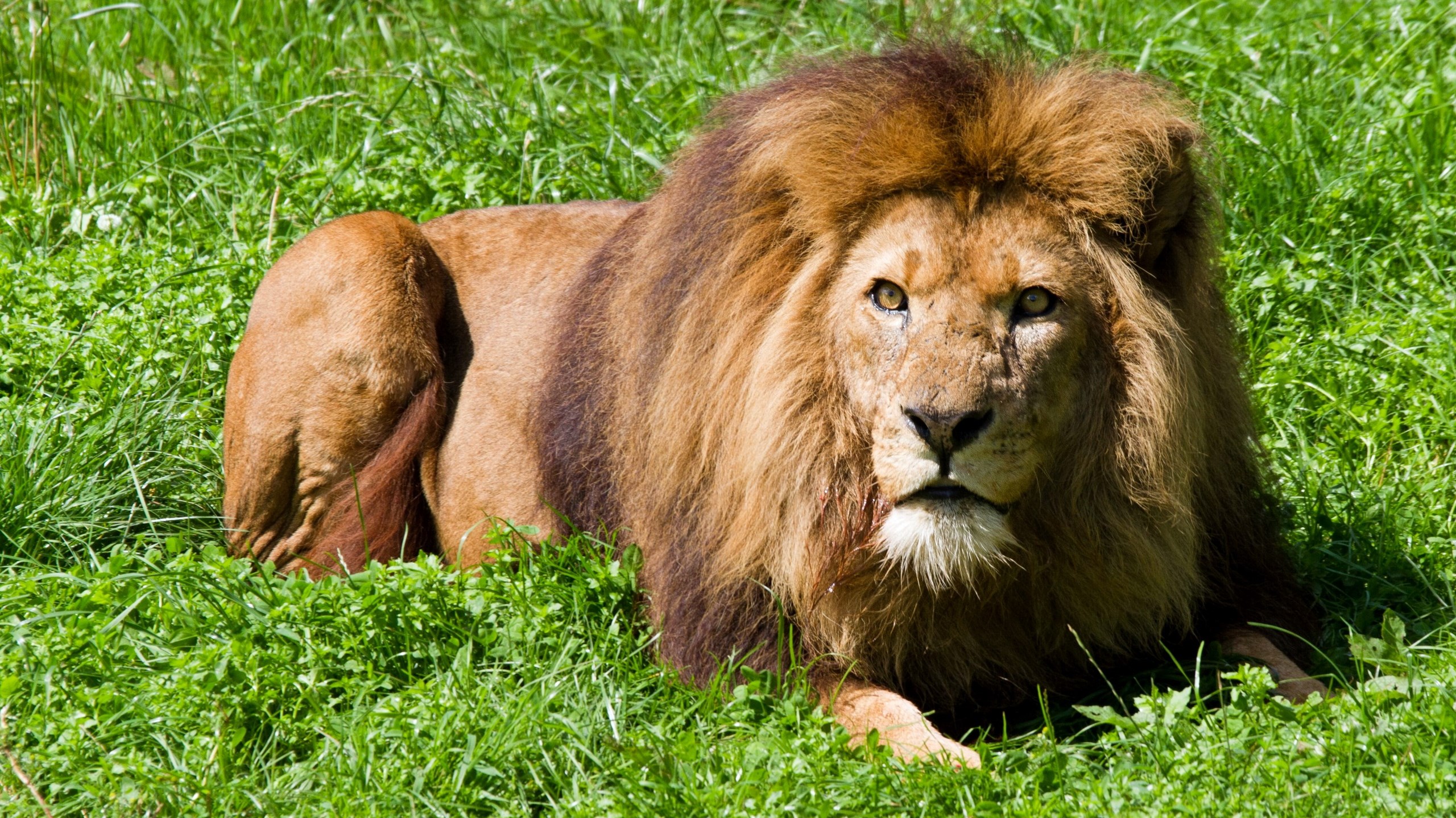 Angry Lion Hd Wallpaper - HD Wallpaper 
