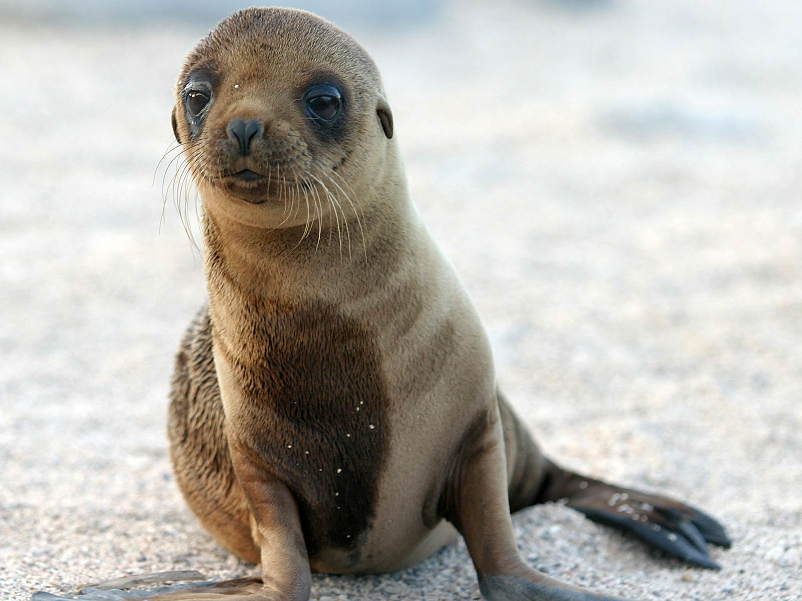 Free Sea Lion Wallpaper Wallpapers Download - Sea Lion In Alaska - HD Wallpaper 