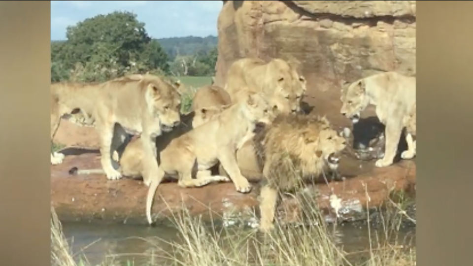 West Midlands Safari Park Lions - HD Wallpaper 
