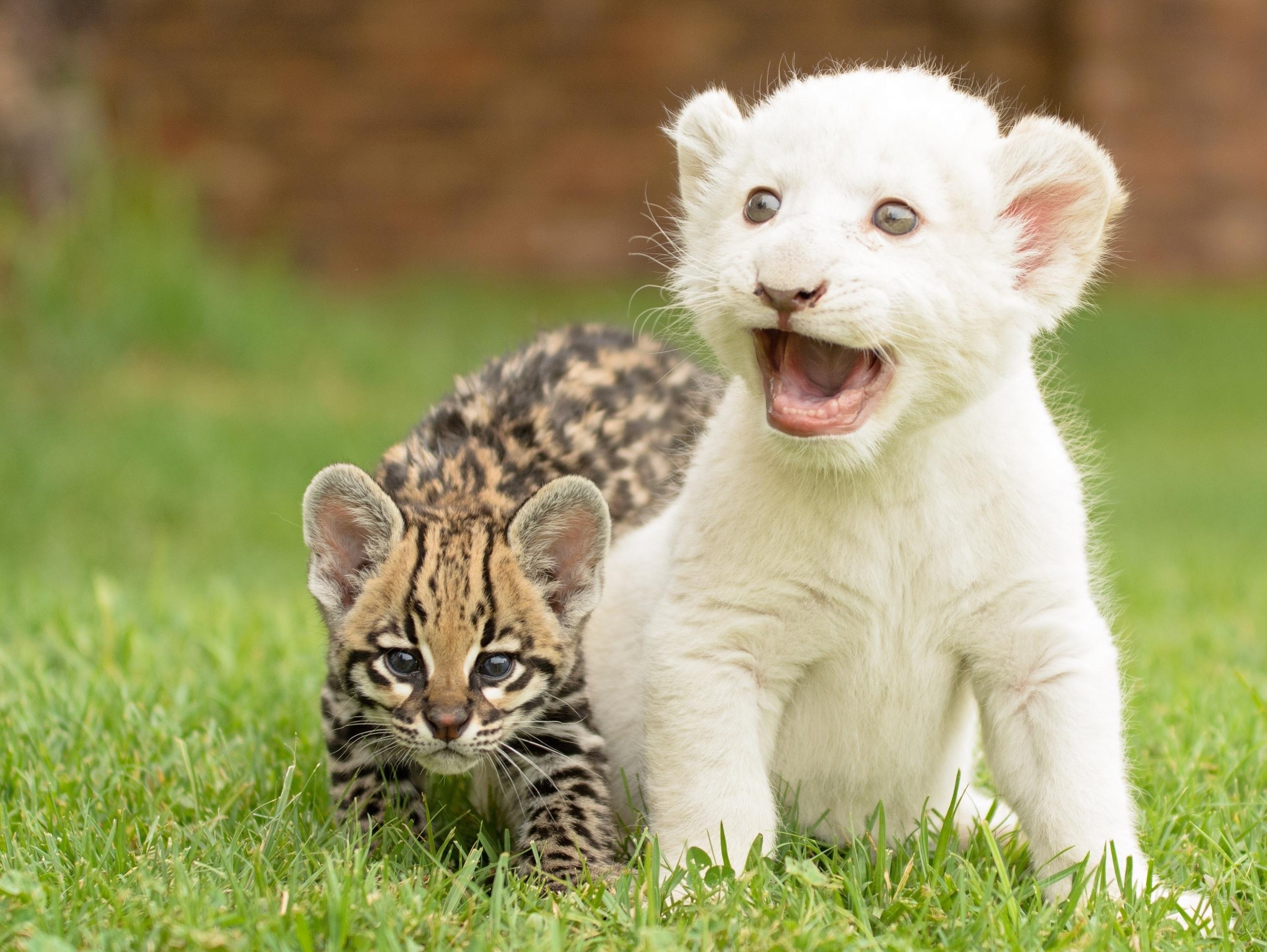 Kittens, Cubs, Lion - Cute Baby White Lion - HD Wallpaper 