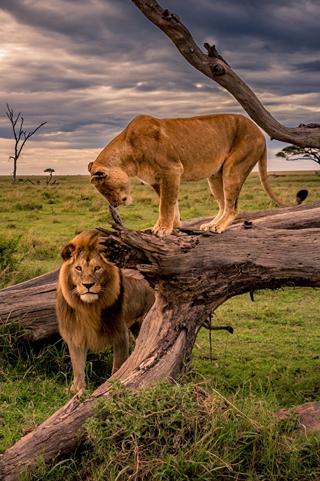 Fondos De Pantalla Africa - HD Wallpaper 