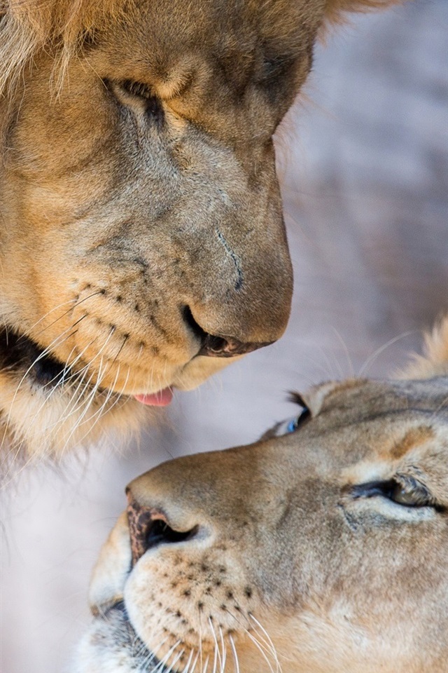 Lion Lioness Love - HD Wallpaper 