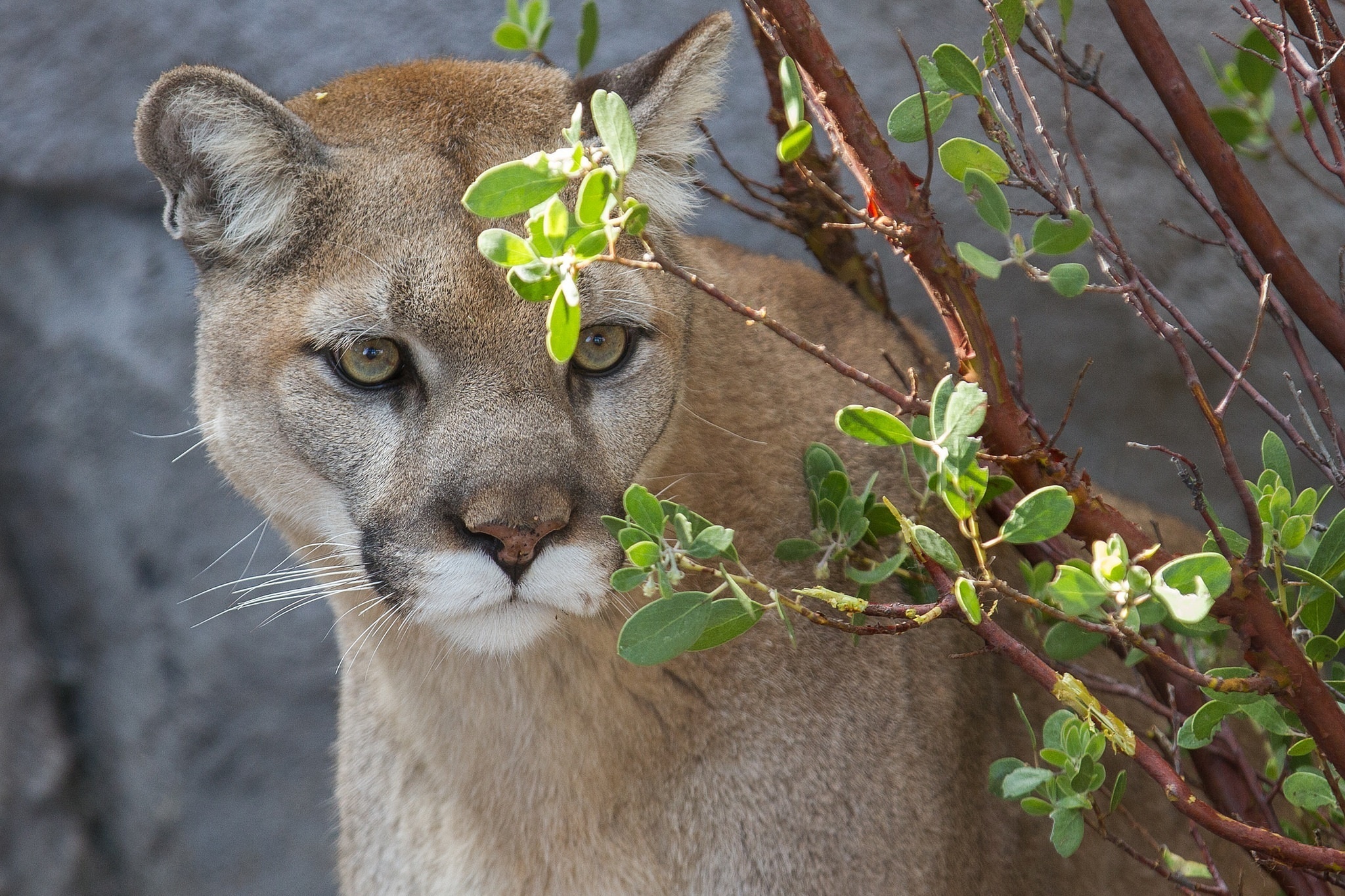Wallpaper Cougar, Puma, Wild Cat, Predator, Branch - Cougar - HD Wallpaper 
