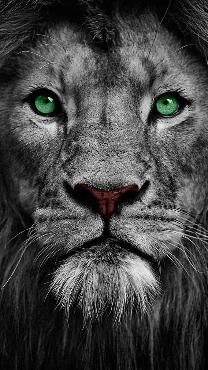 Lion Eyes Wallpaper Iphone - HD Wallpaper 