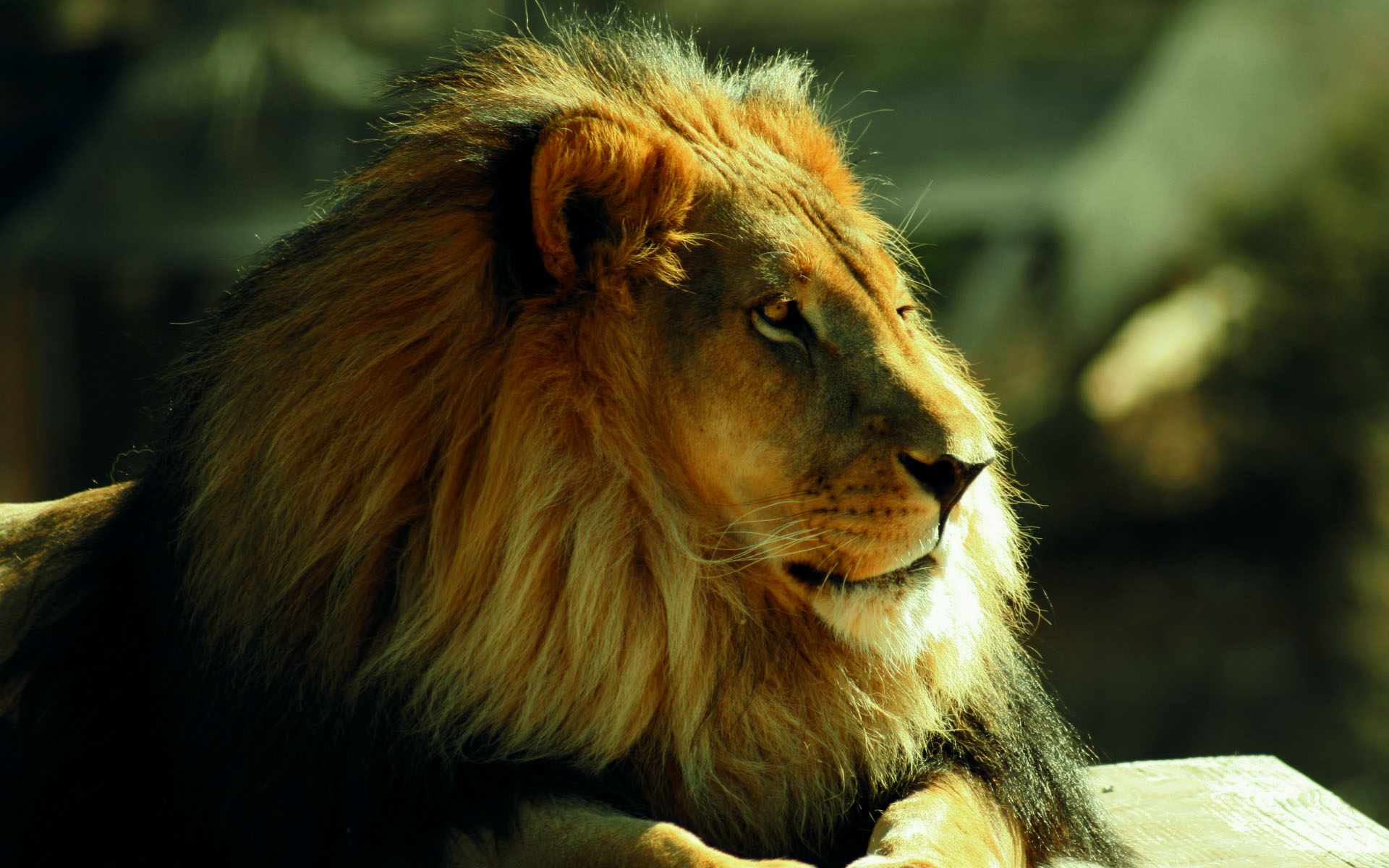 Lion Face - Masai Lion - HD Wallpaper 