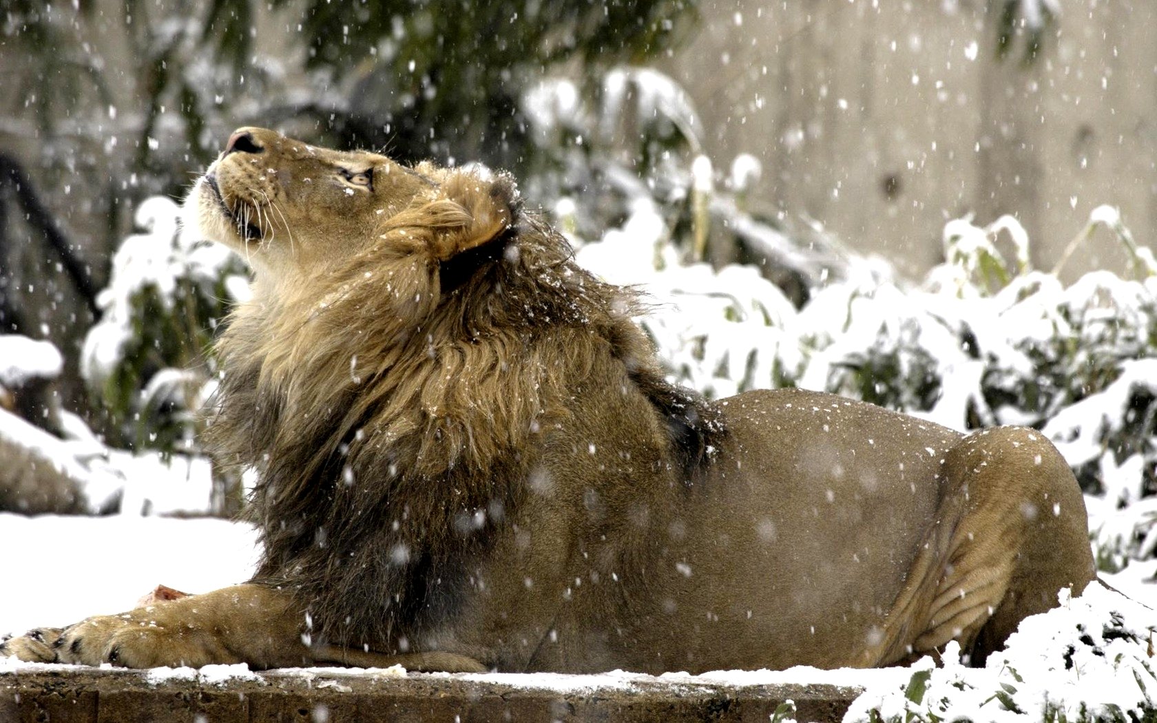 Awesome Lion Free Wallpaper Id - Lion Roaring In Snow - HD Wallpaper 