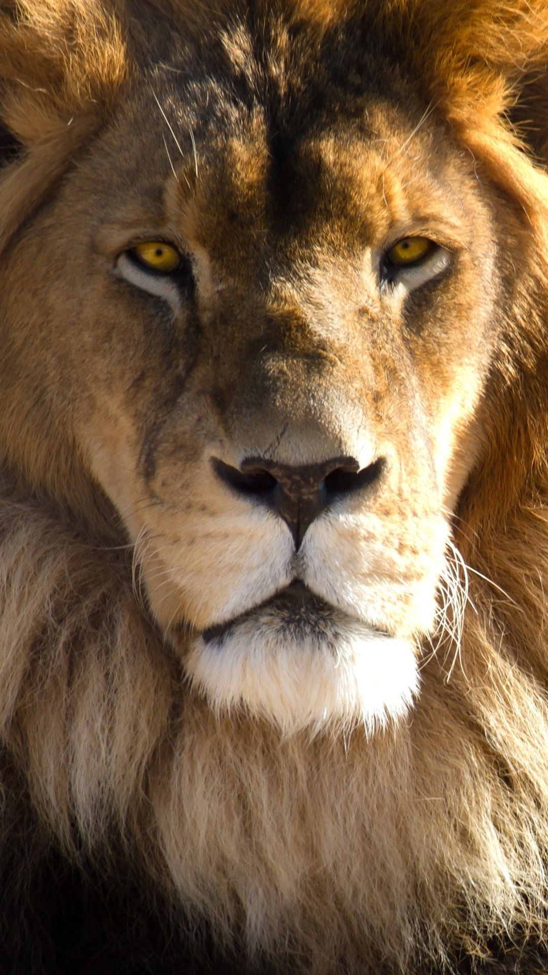 Animals Face - 1080x1920 Wallpaper Animals Face - 1080x1920 Wallpaper