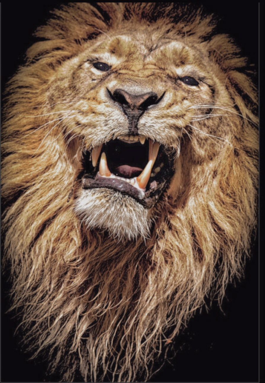 خلفيات اسد - HD Wallpaper 