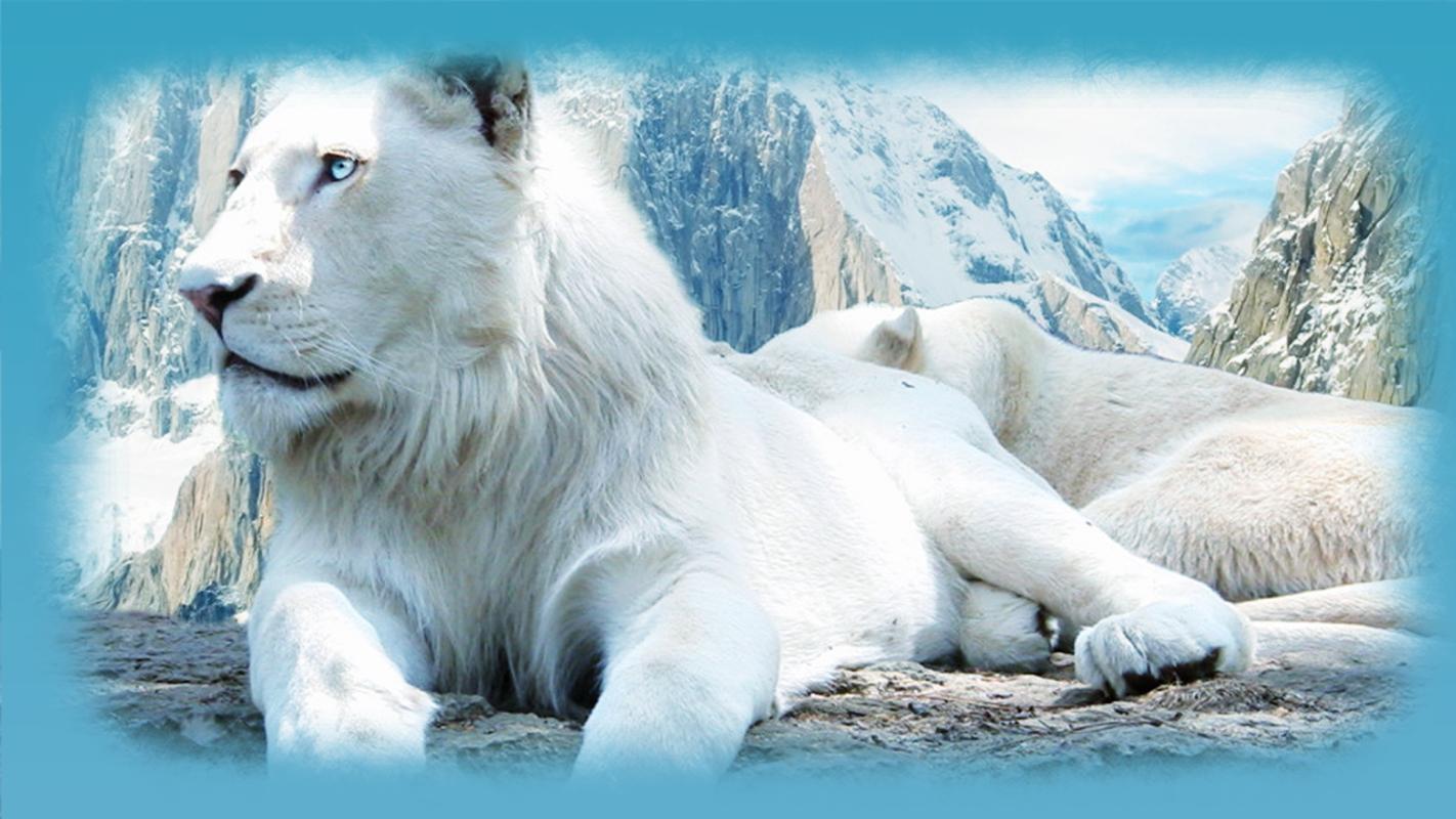 Full White Lion - HD Wallpaper 