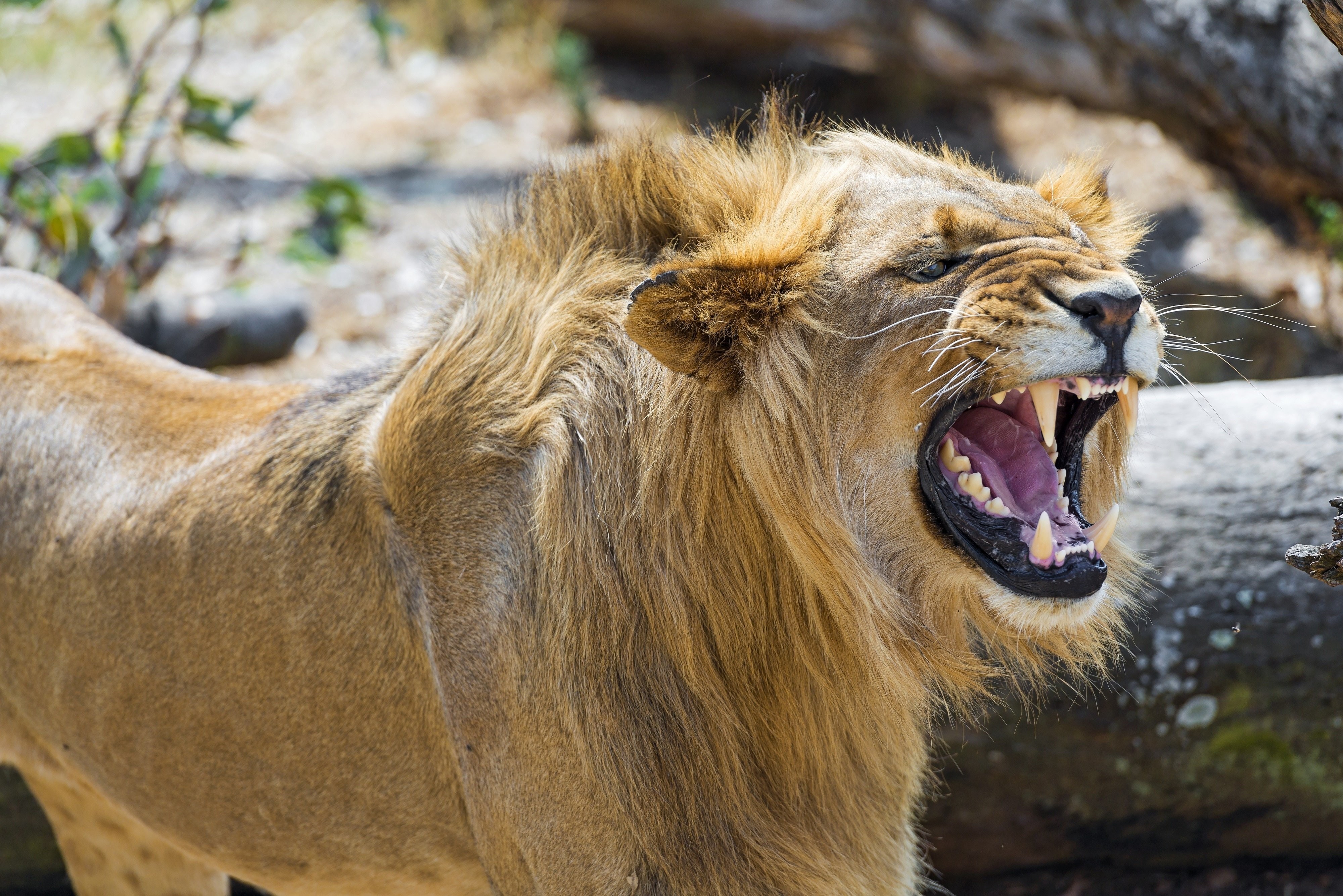 Rage, Jaws, Young, Predator, Fury, Face, Wild, Desktop - Young Male Lion Growling - HD Wallpaper 