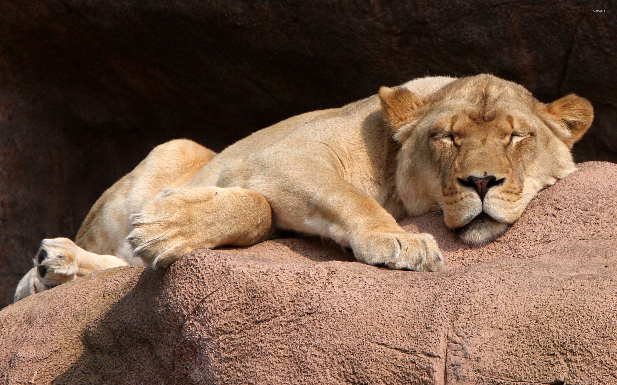 Lioness Sleeping - HD Wallpaper 
