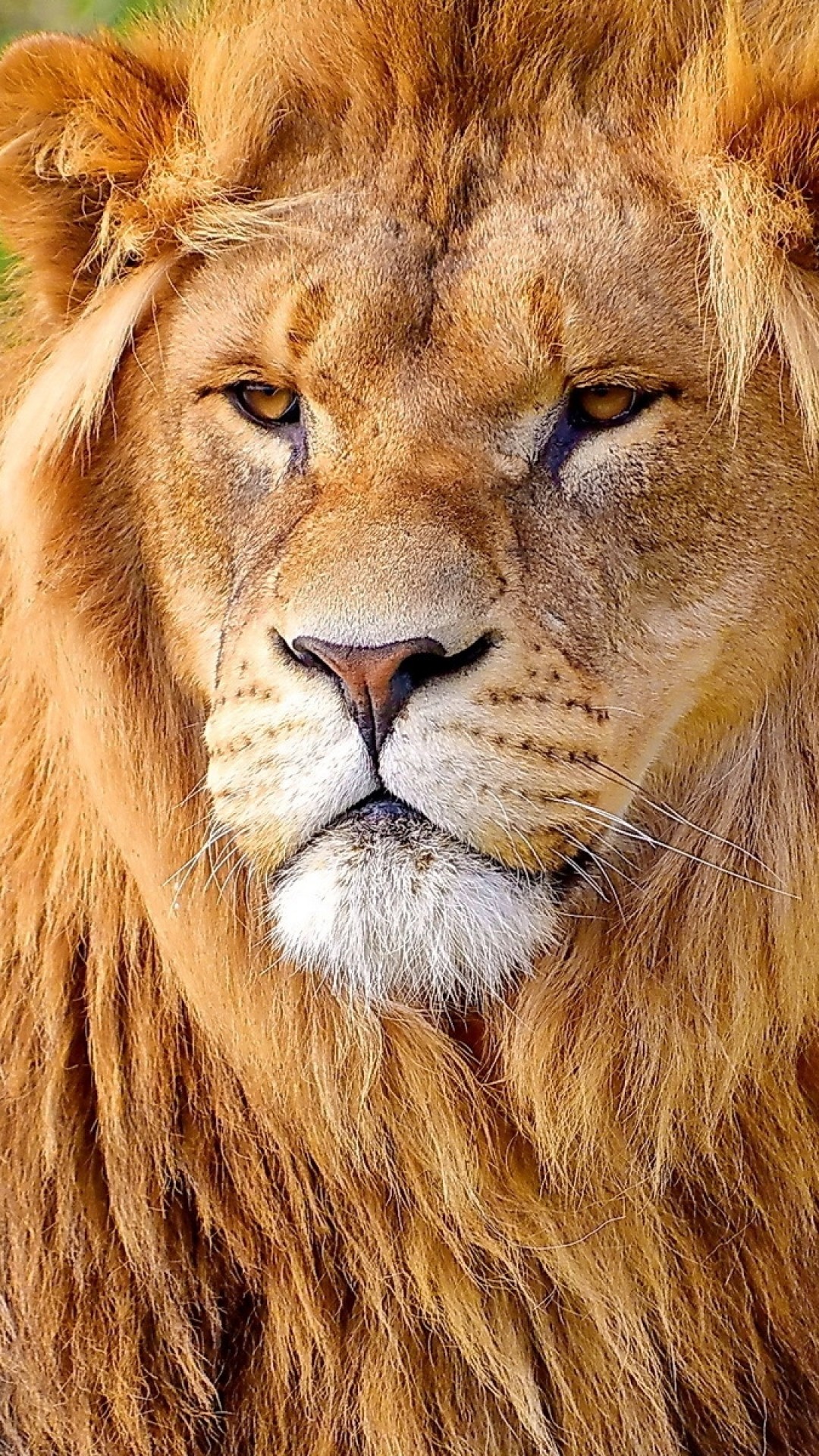 Wallpaper Lion, Face, Big Cat, Carnivore, Mane 
 Data-src - Best Lion Images Hd - HD Wallpaper 