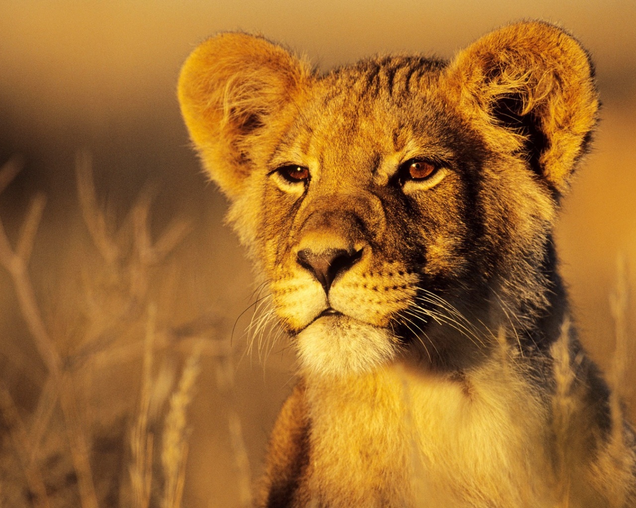 Lion Cub Wallpaper For Mac - HD Wallpaper 