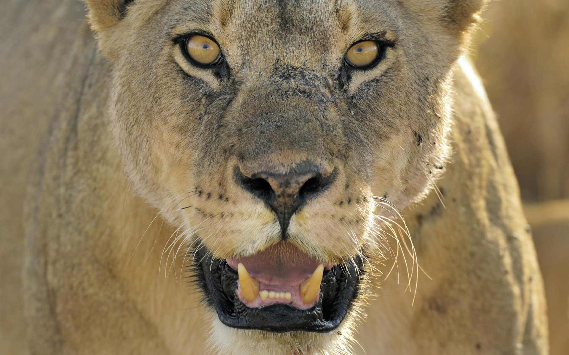 Lion Close Up Face - HD Wallpaper 