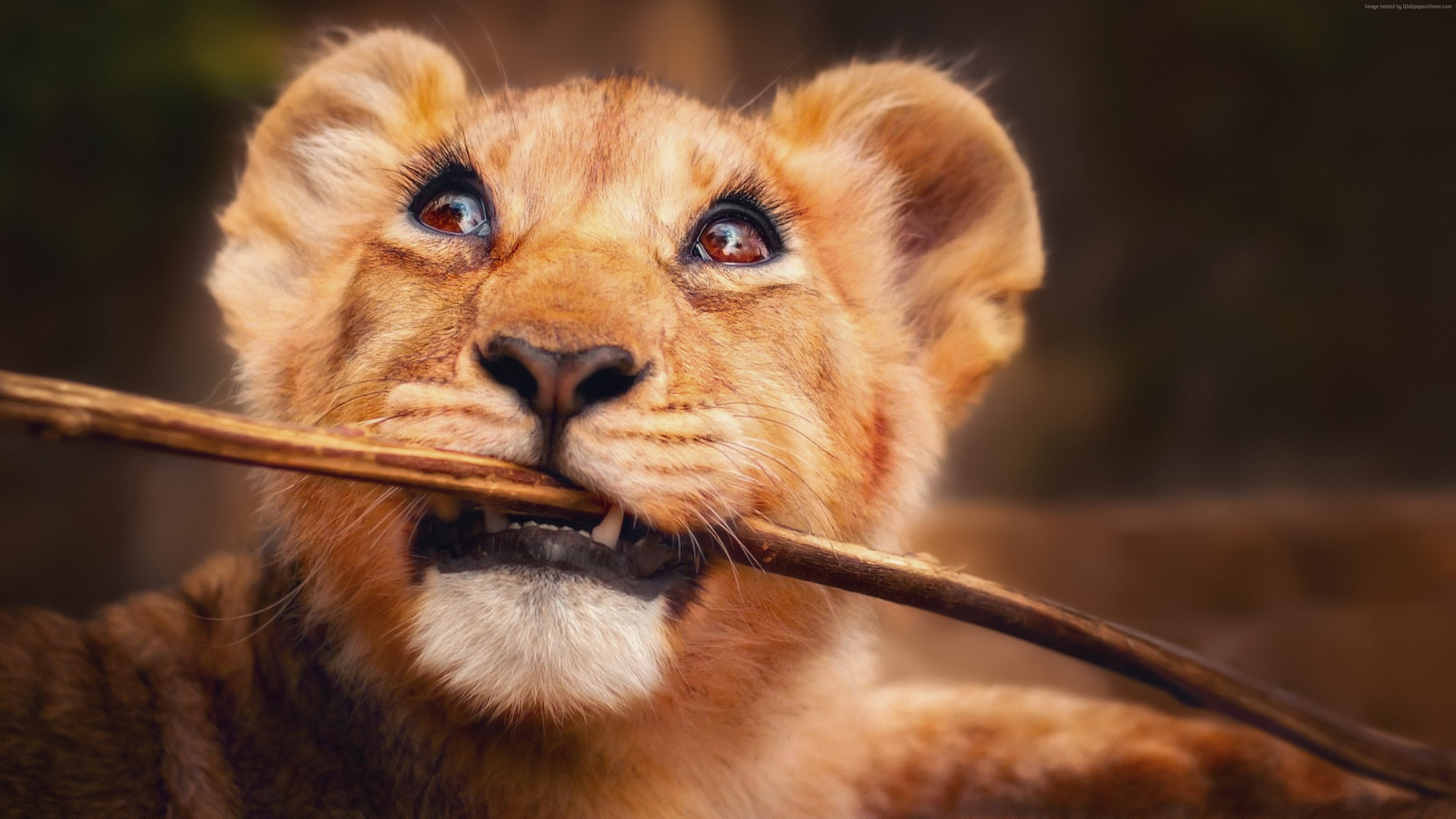 Lion Cub Ultra Hd - HD Wallpaper 