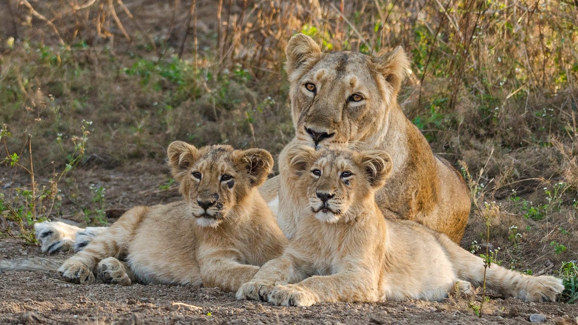 Lion In Gir Forest National Park - Geer Forest Gujarat Park - HD Wallpaper 