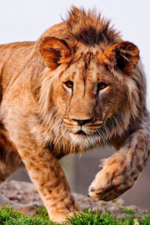 Lion Phone Wallpaper - HD Wallpaper 