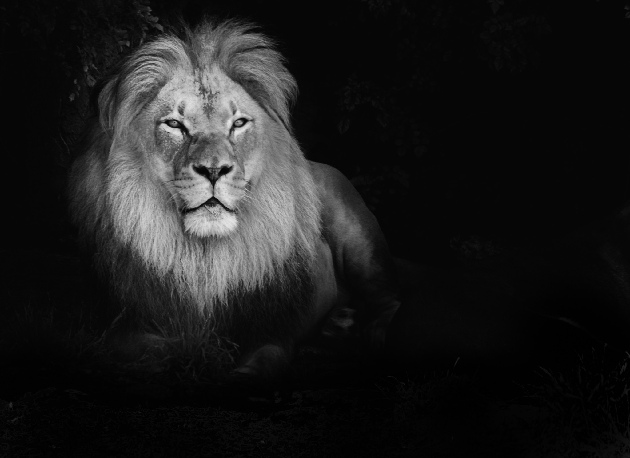 Wiki White Lion Photos Pic Wpe003734 
 Data Src Download - Black And White Lions Hd - HD Wallpaper 