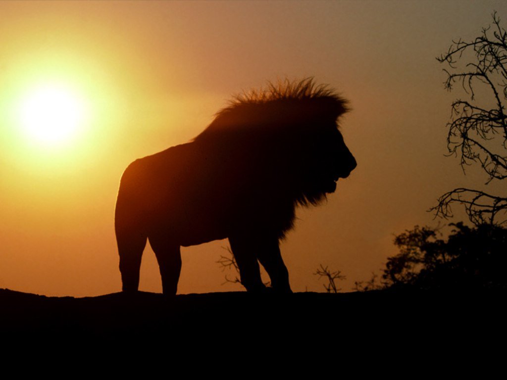 Lion In The Morning Christian Wallpaper Free Download - Windows 10 Lion Theme - HD Wallpaper 