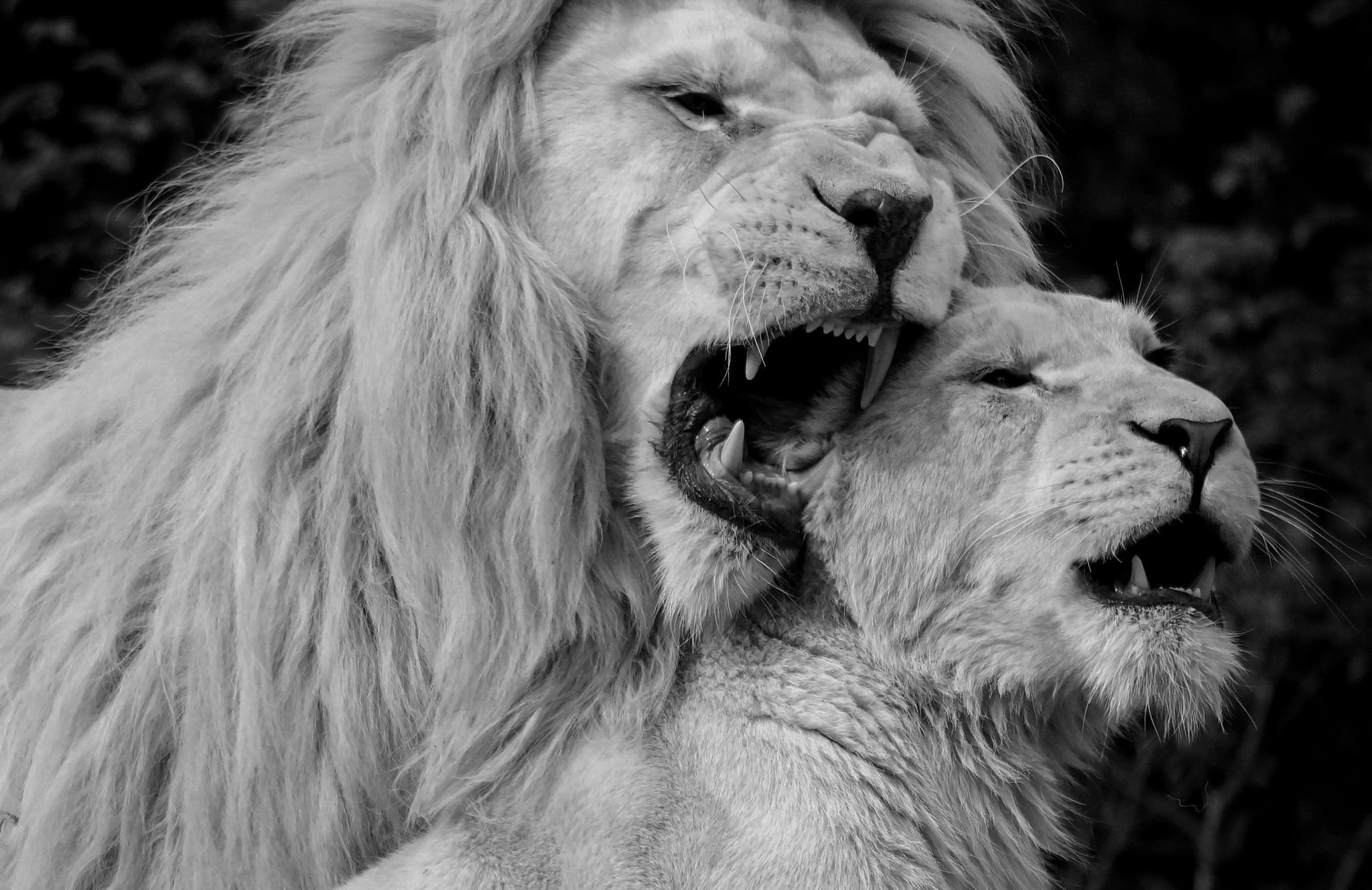 21 White Lion Wallpapers Hd High Quality Data-src - Black And White Lion - 2048x1328 Wallpaper 21 White Lion Wallpapers Hd High Quality Data-src - Black And White Lion - 2048x1328 Wallpaper